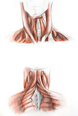 neck's muscles painting with pencils. Art of human muscles. Red and black painting. Medical illustration