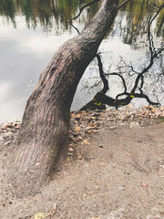 tree branches reflection on the water