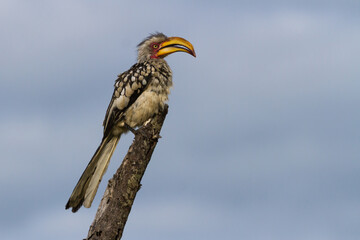 Southern yellow-billed hornbill (Tockus leucomelas) perched on a tree in Kruger National Park, South Africa against blue sky background © Kelly Ermis