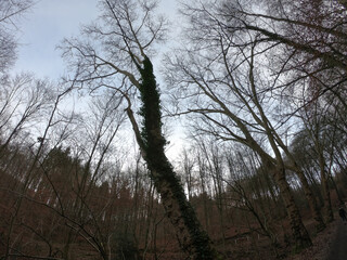 The forest of Drachenfels (Dragon's Rock) in Siebengebirge Nature Park (Siebengebirge Naturpark), North Rhine-Westphalia, Germany. The beech is one of the dominant tree species.