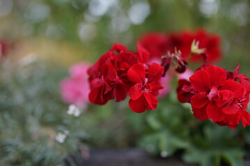 Blümchen in der Natur