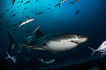 Fototapeta na wymiar Great White Shark Neptune Islands Australie