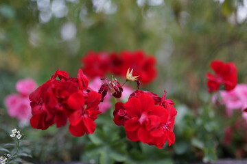 Blümchen in der Natur