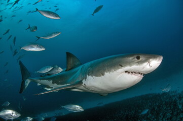 Fototapeta premium Great White Shark Neptune Islands Australie