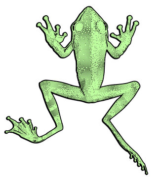 grüner Frosch, Freisteller Vektor Illustration