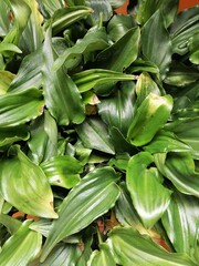 Obraz premium leaves in the garden