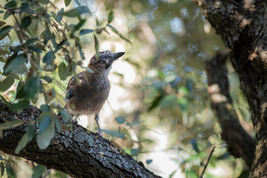 corvid jay bird