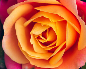 Interwoven rose petals