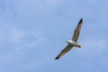 Fototapeta na wymiar Seagull soaring in the sky