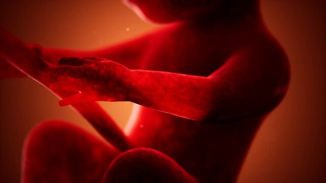 medical 3d animation of a human fetus