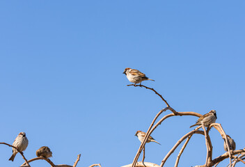 Tiny sparrows and tree branches