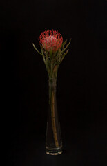 Leucospermum on a black background