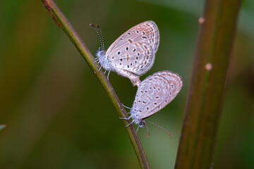 The Copper butterfly (Sylhet Oakblue0 having sex on the tree