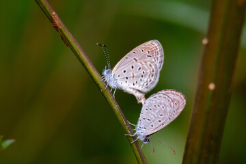 The Copper butterfly (Sylhet Oakblue0 having sex on the tree