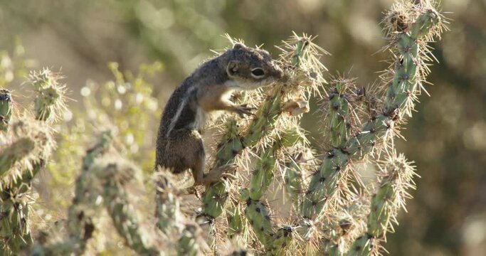 Harris's Antelope Squirrel climbing cactus, New Mexico, USA