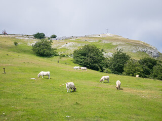 Mountain pasture in the Entzia mountain range in Alava, Basque Country, Spain