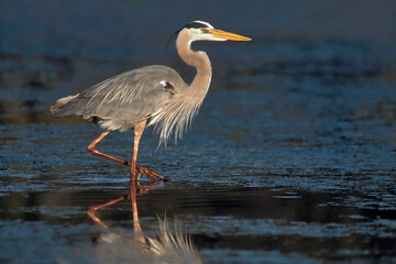 Great Blue Heron, Ardea herodias