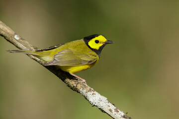 Hooded Warbler, Setophaga citrina