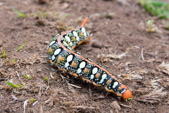 chenille du sphinx de l'euphorbe