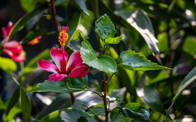 Obraz na płótnie Canvas Red Hibiscus Hawaiian flower and leaves
