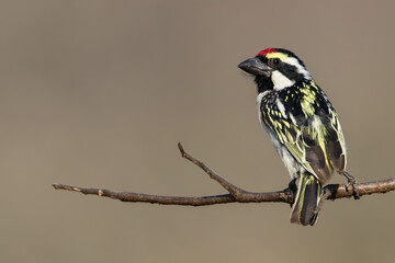 Acacia Pied Barbet, Tricholaema leucomelas