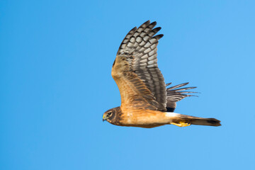 Northern Harrier, Circus hudsonius