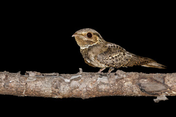 Chuck-will's-widow, Antrostomus carolinensis