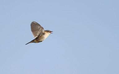 Sedge Warbler, Acrocephalus schoenobaenus