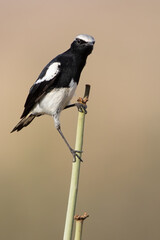 Mountain Wheatear, Myrmecocichla monticola
