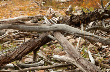 Driftwood stack made by weathered tree trunks and branches on the rivershore of the river Dalälven in central Sweden. 