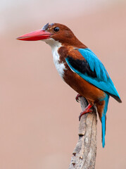 White-throated Kingfisher, Halcyon smyrnensis fusca