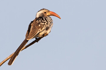 Damara Red-billed Hornbill, Tockus damarensis