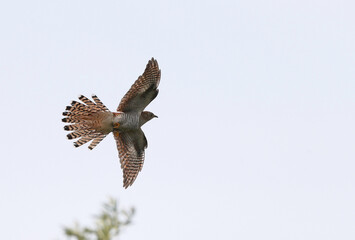 Common Cuckoo, Cuculus canorus