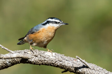 Red-breasted Nuthatch, Sitta canadensis