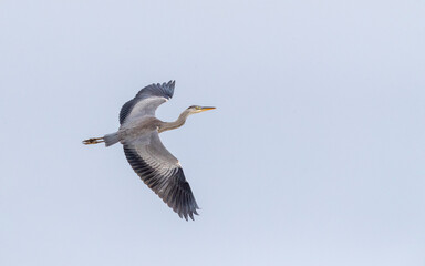 Grey Heron, Ardea cinerea