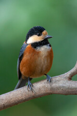 Varied Tit, Sittiparus varius