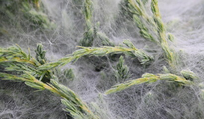 Spiderweb on juniper with dew