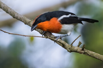 Braun's Bushshrike, Laniarius brauni