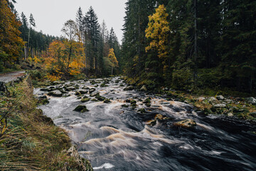 Autumn view of a river in Alaska like forest. Wild creek or river in the middle of autumn forest. Mountain stream with cascades and waterfalls. Deep mountian woods. Sumava national park, Vydra river.