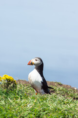 Atlantic puffins, the common puffin, seabird in the auk family, on the Treshnish Isles in Scotland UK