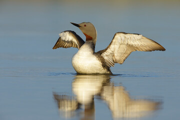 Red-throated Diver, Gavia stellata