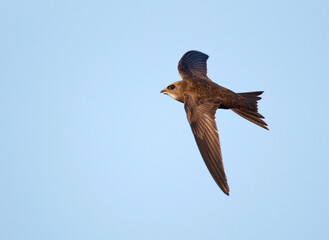 Pallid Swift, Apus pallidus