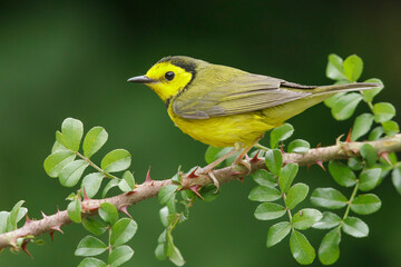 Hooded Warbler, Setophaga citrina