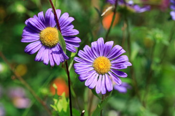 Obraz premium 보라색 꽃이 보이는 아름다운 풍경