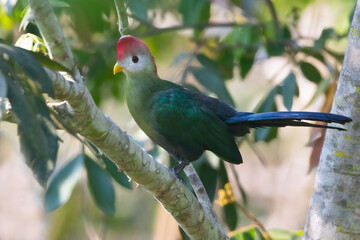 Red-crested Turaco, Tauraco erythrolophus