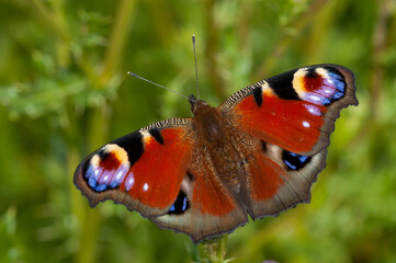 European Peacock, Aglais io