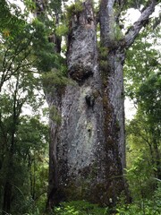 Obraz premium Kauri, Agathis australis