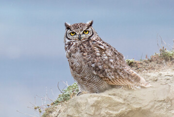Magellanic Horned Owl, Bubo magellanicus