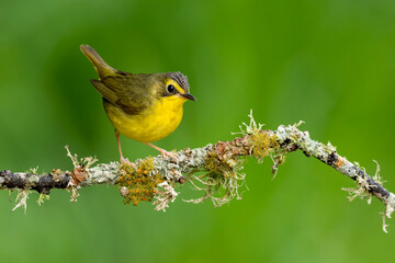 Kentucky Warbler, Geothlypis formosa
