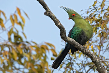 Obraz premium Schalow's Turaco, Tauraco schalowi